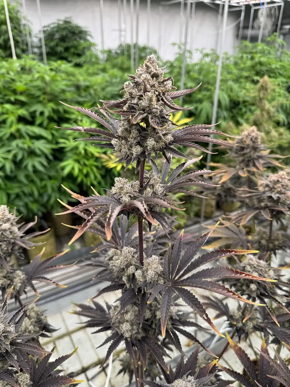 Miniaturbild: Banana Purple Punch Auto RF3