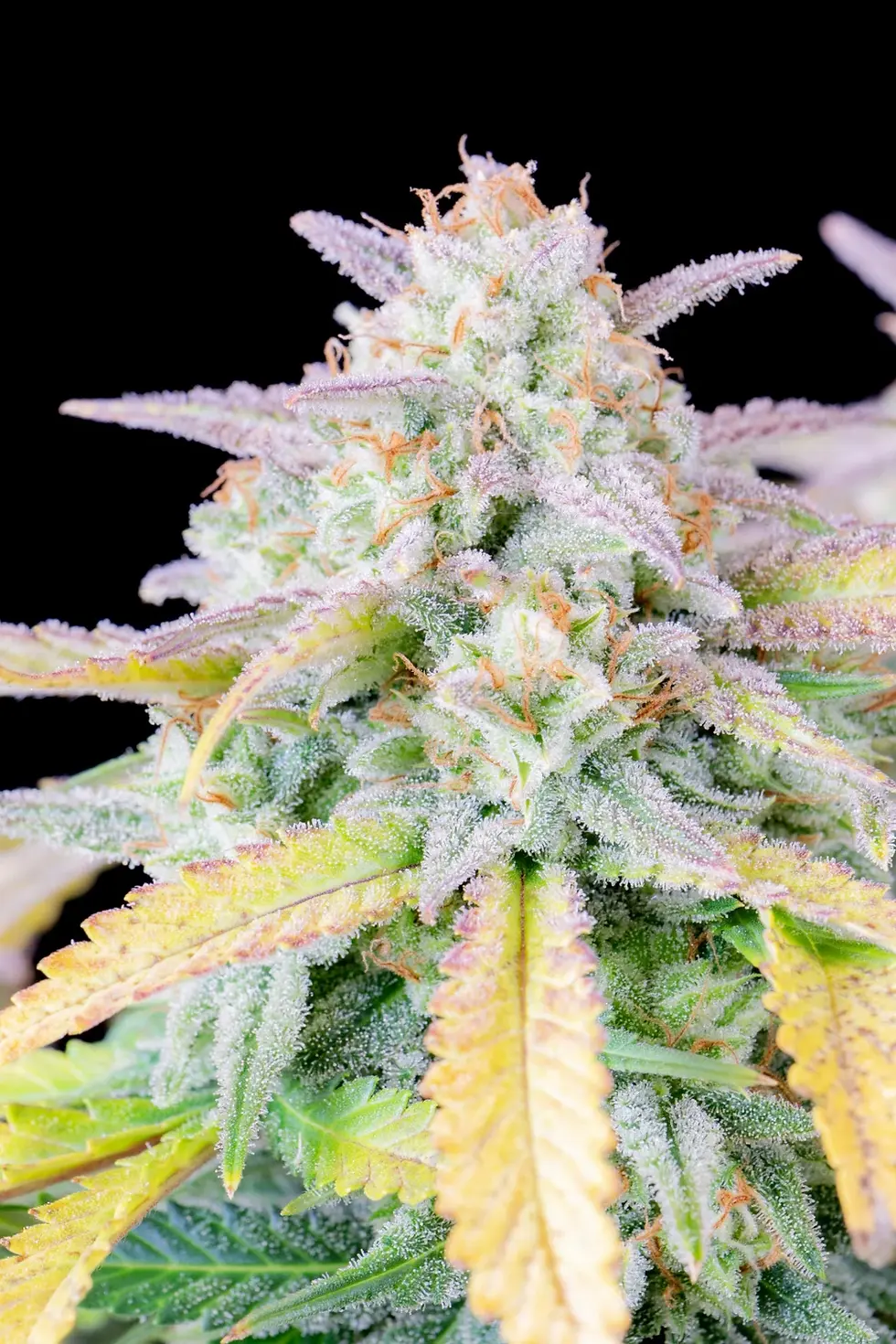 Miniaturbild: Afghan Kush Auto