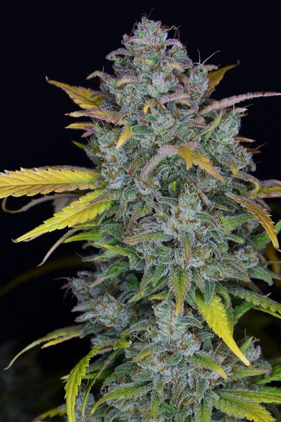 Miniaturbild: Gelato Auto