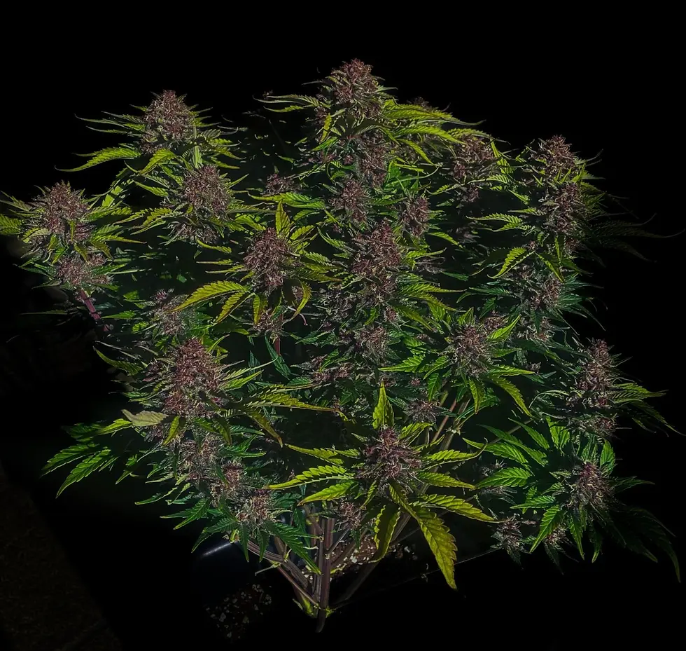 Miniaturbild: Purple Haze Auto