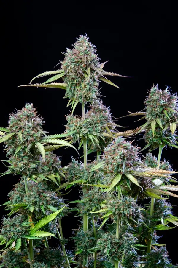 Miniaturbild: Trainwreck Auto
