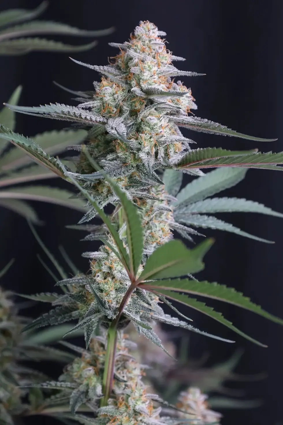 Miniaturbild: Lemon Tree Auto