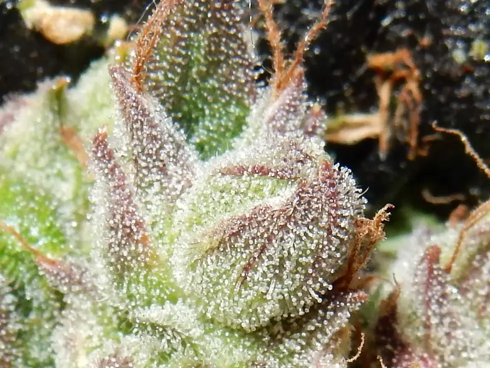 Miniaturbild: CBD Auto 1:1 (CBD Crack)
