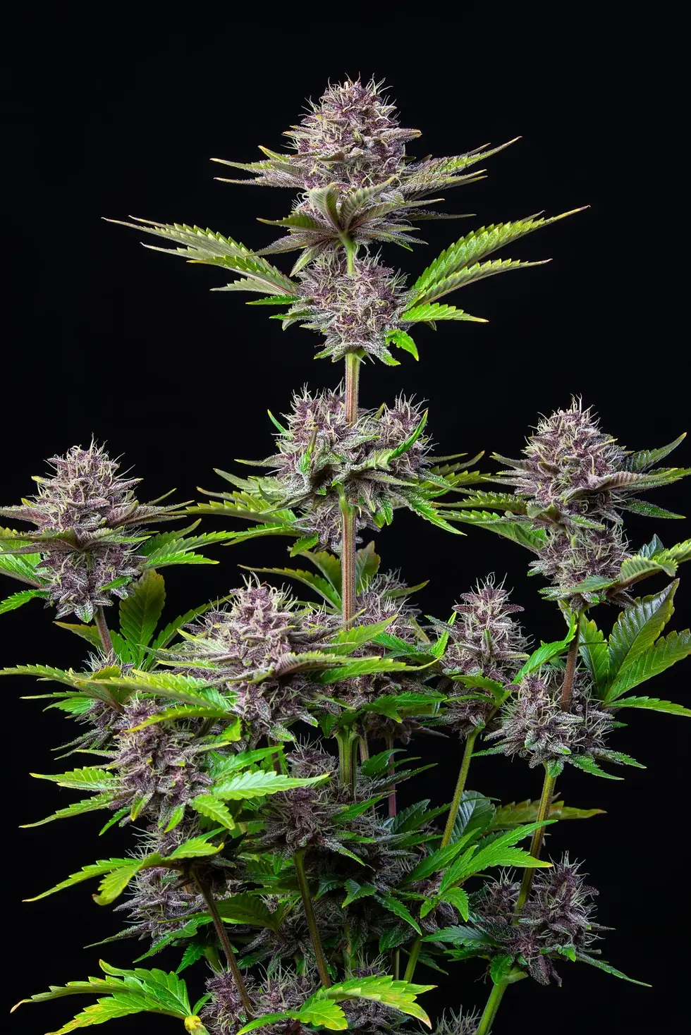 Miniaturbild: Purple Punch Auto
