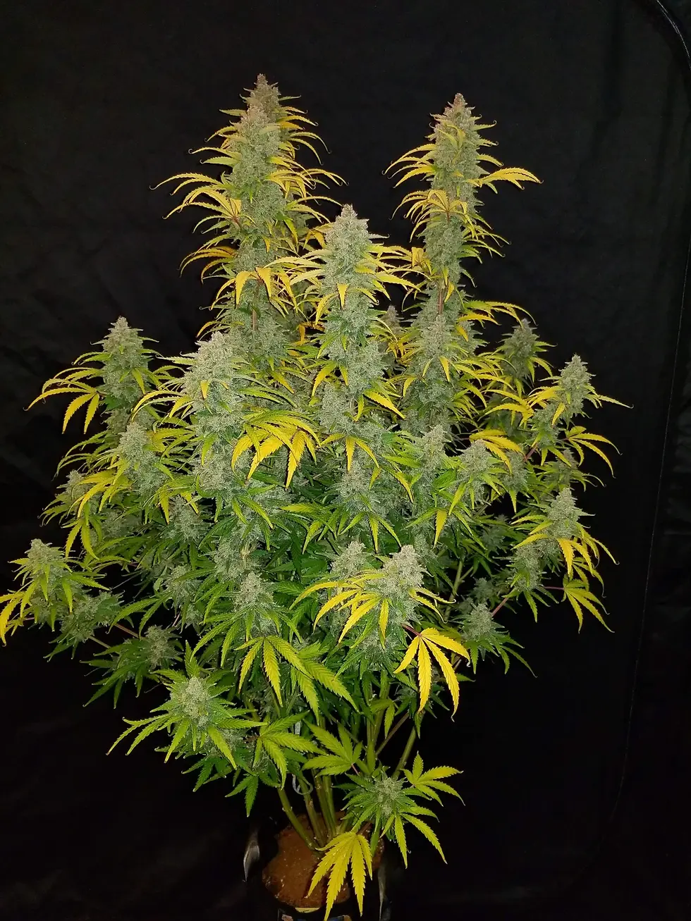 Miniaturbild: Blue Dream Auto