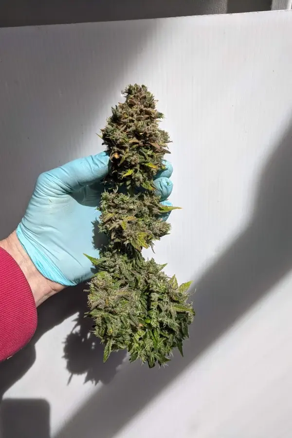 Miniaturbild: CBD Auto 20:1