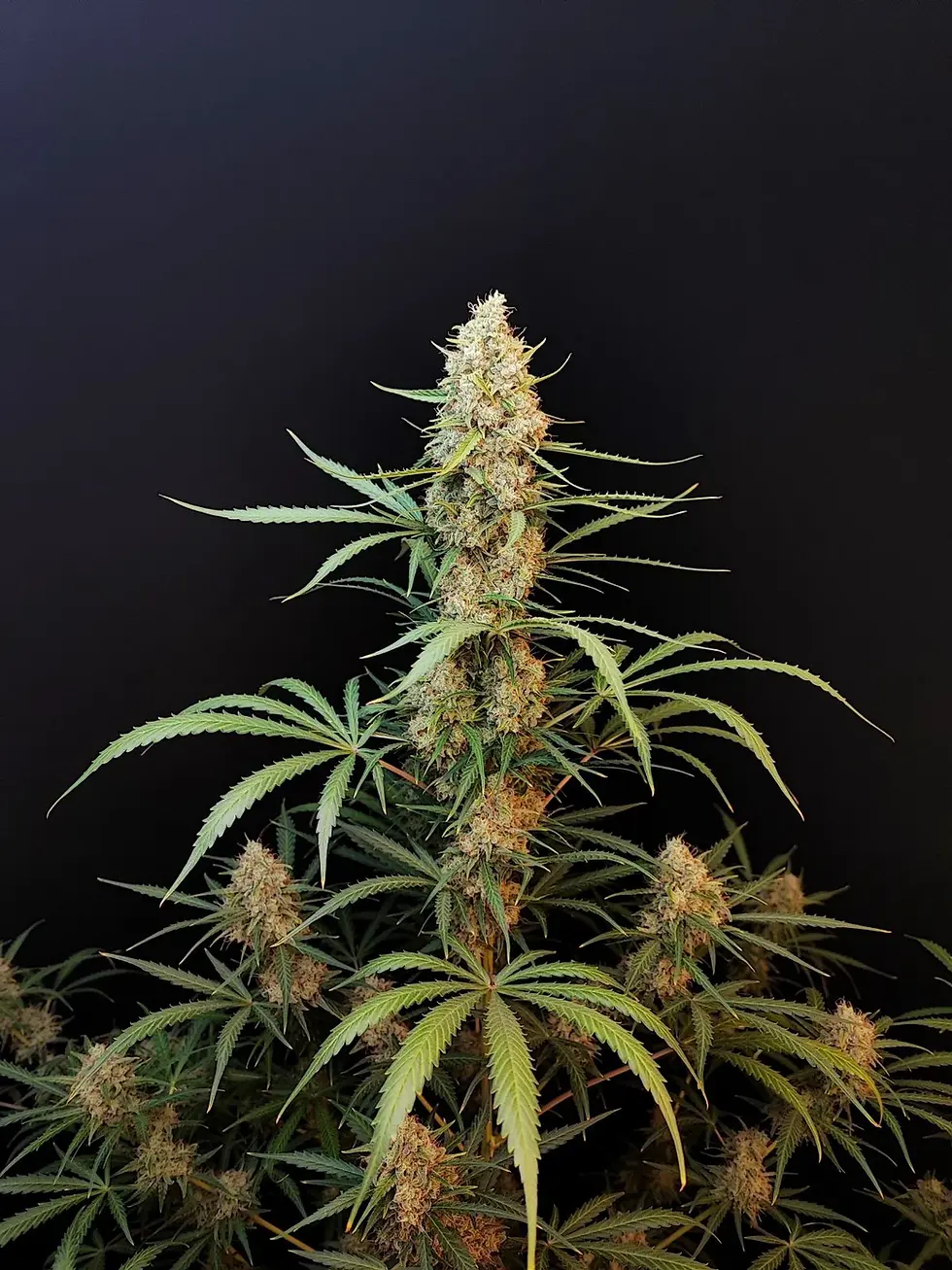 Miniaturbild: Jack Herer Auto