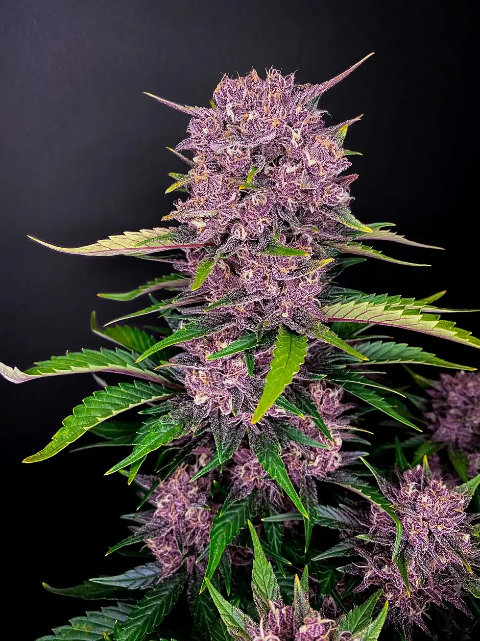Miniaturbild: Purple Lemonade Auto