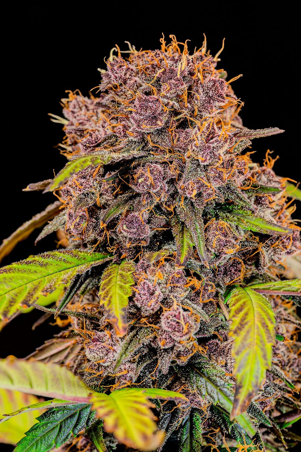 Miniaturbild: Lemon Cherry Cookies Auto