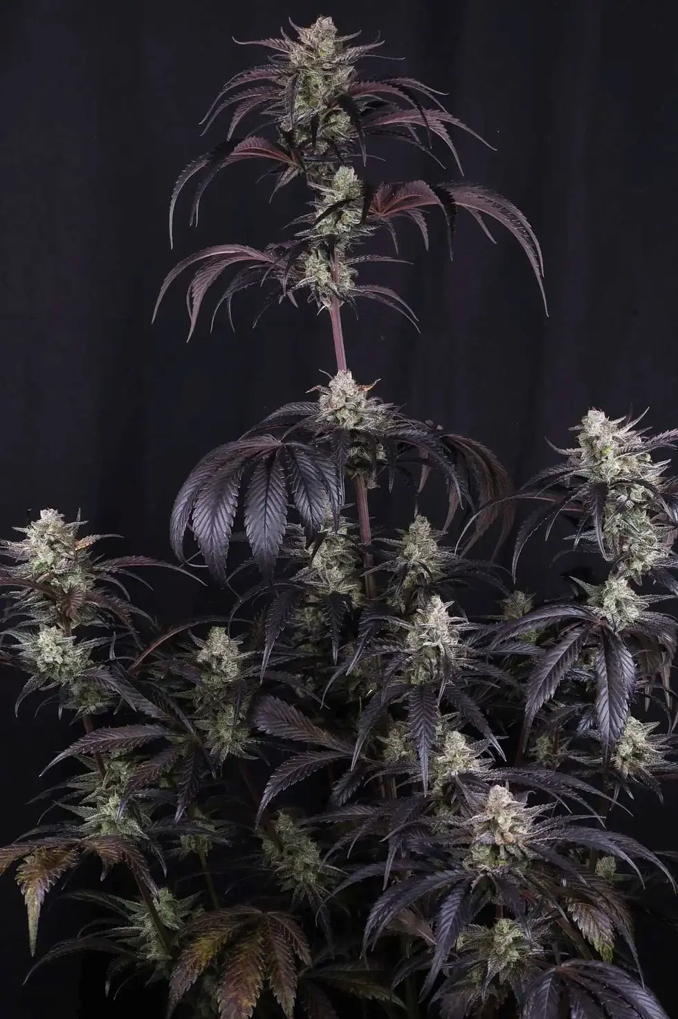 Miniaturbild: Strawberry Gorilla RF3 Auto