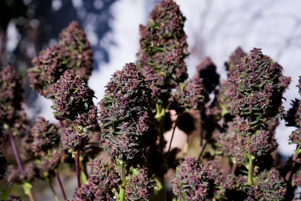 Miniaturbild: Purple Haze Auto