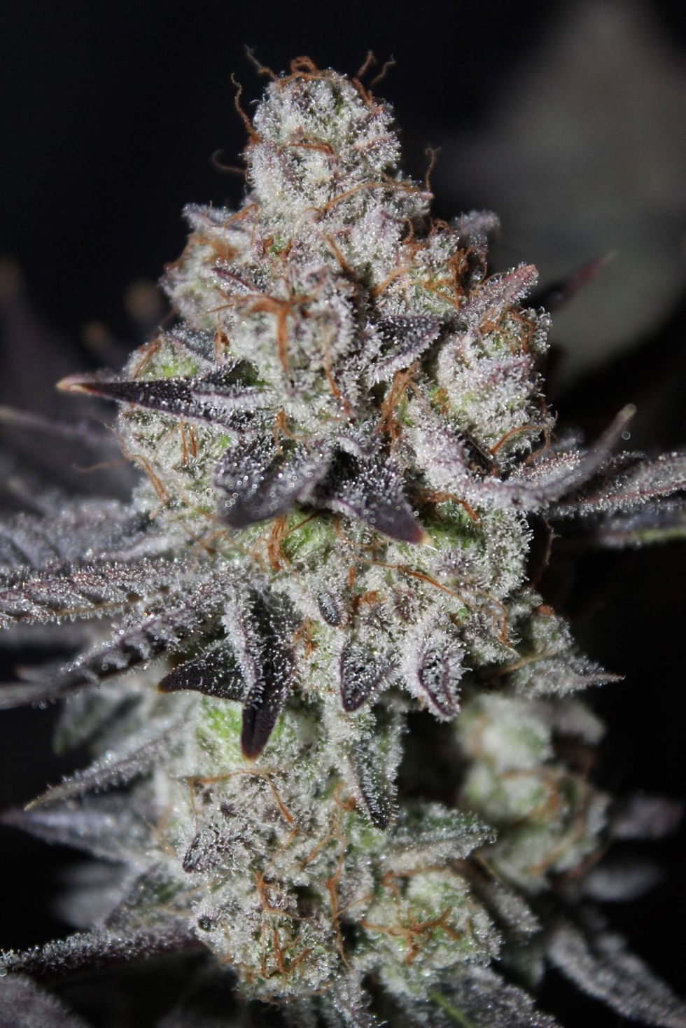 Miniaturbild: FF. Tropicana Cookies