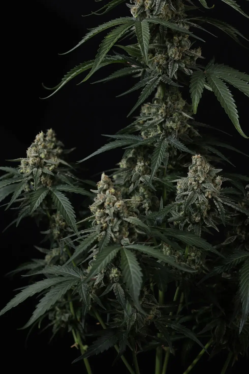 Miniaturbild: Banana Cherry Cookies Auto