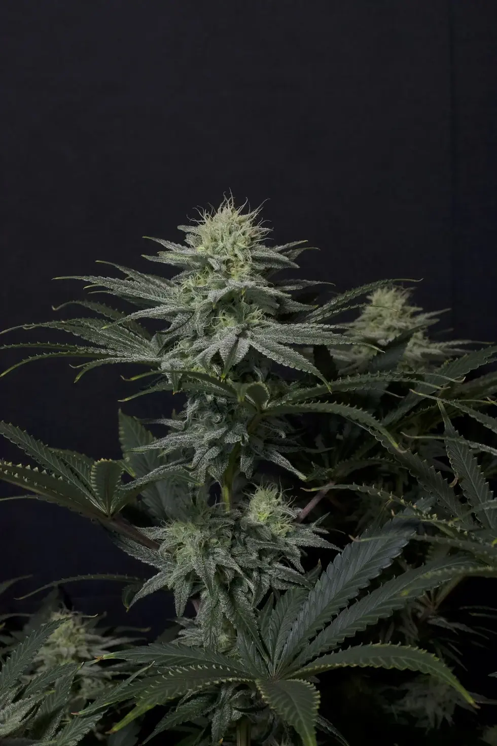 Miniaturbild: FF. GG4 Sherbet