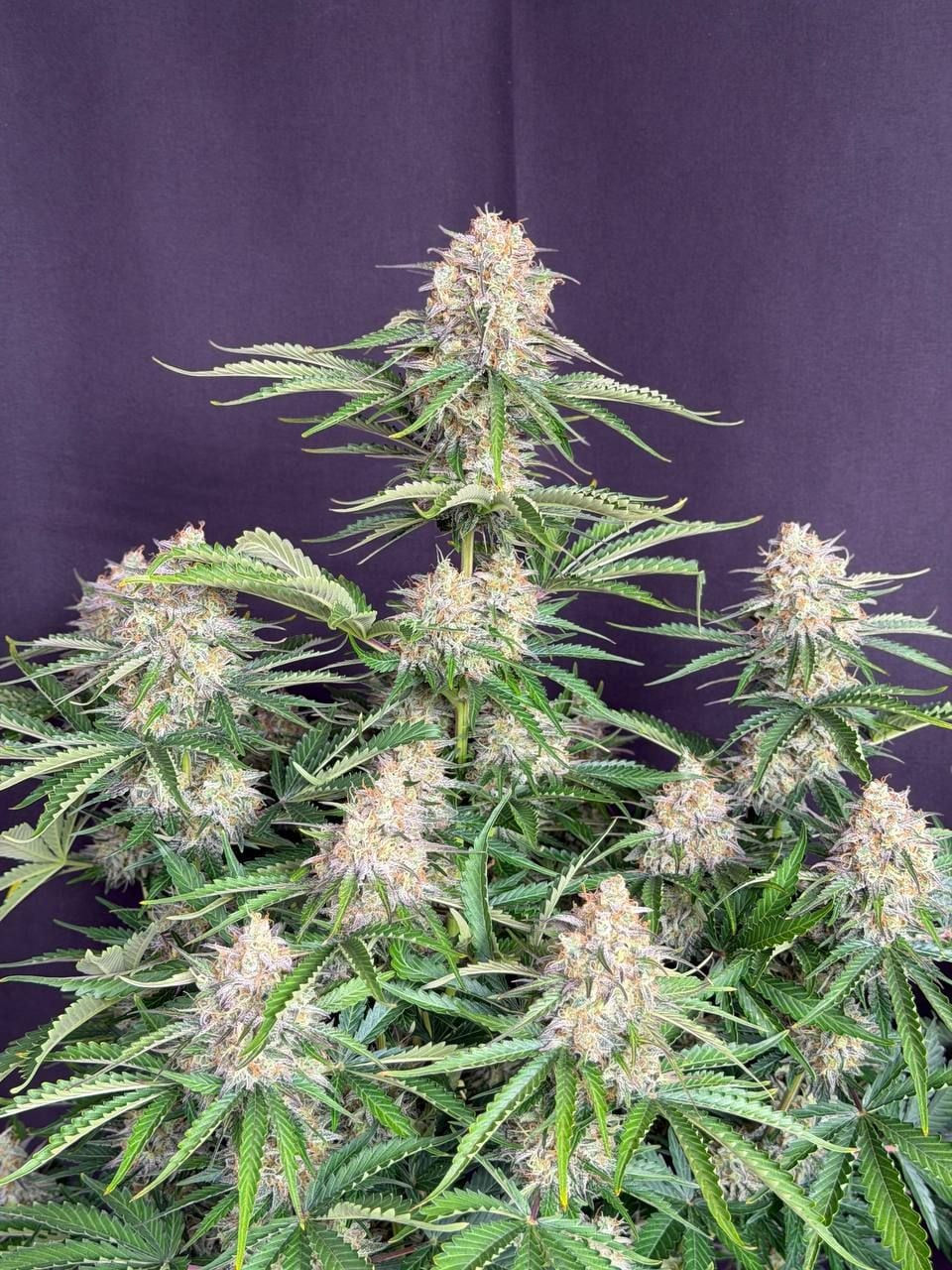 Miniaturbild: Original Moby Dick Auto