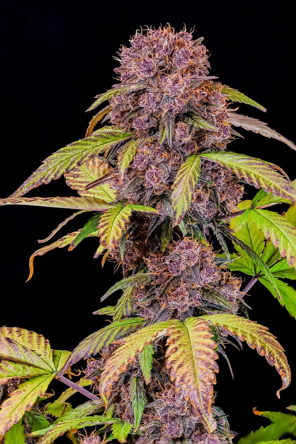 Miniaturbild: Lemon Cherry Cookies Auto