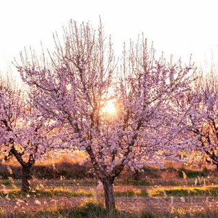 투 비쉬바트(ט"ו בשבט): 행복한 식목일 되세요!