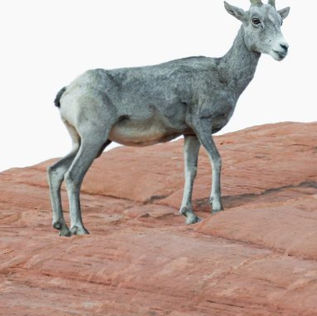 속죄일 욤 키푸르의 예수님