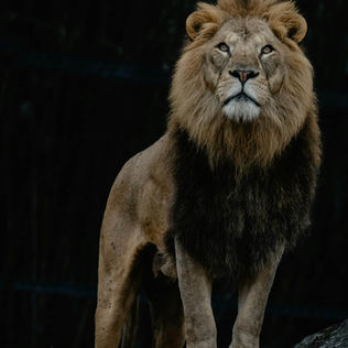 사자의 포효 작전: 이란의 포로 해방