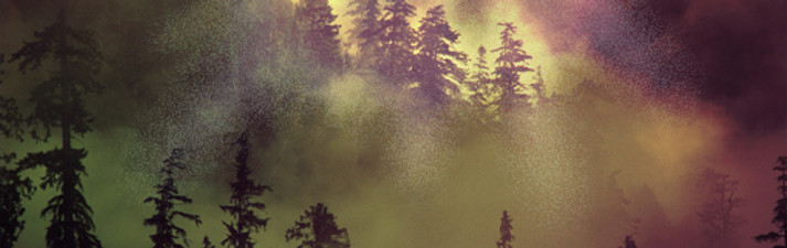 Foggy Forest