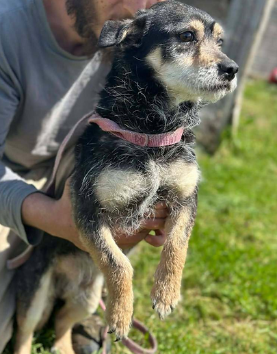 a mixed breed dog called Robbie