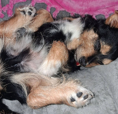 a sleeping dog curled up on the sofa