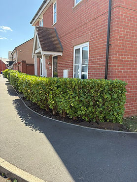 a trimmed hedge on a residential area