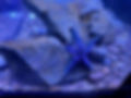 Star Fish