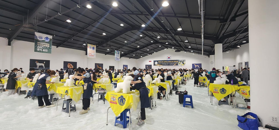 Hundreds of participants skillfully groom model dogs at the vibrant Korean Kennel Club Model Dog Competition, showcasing their expertise and creativity.