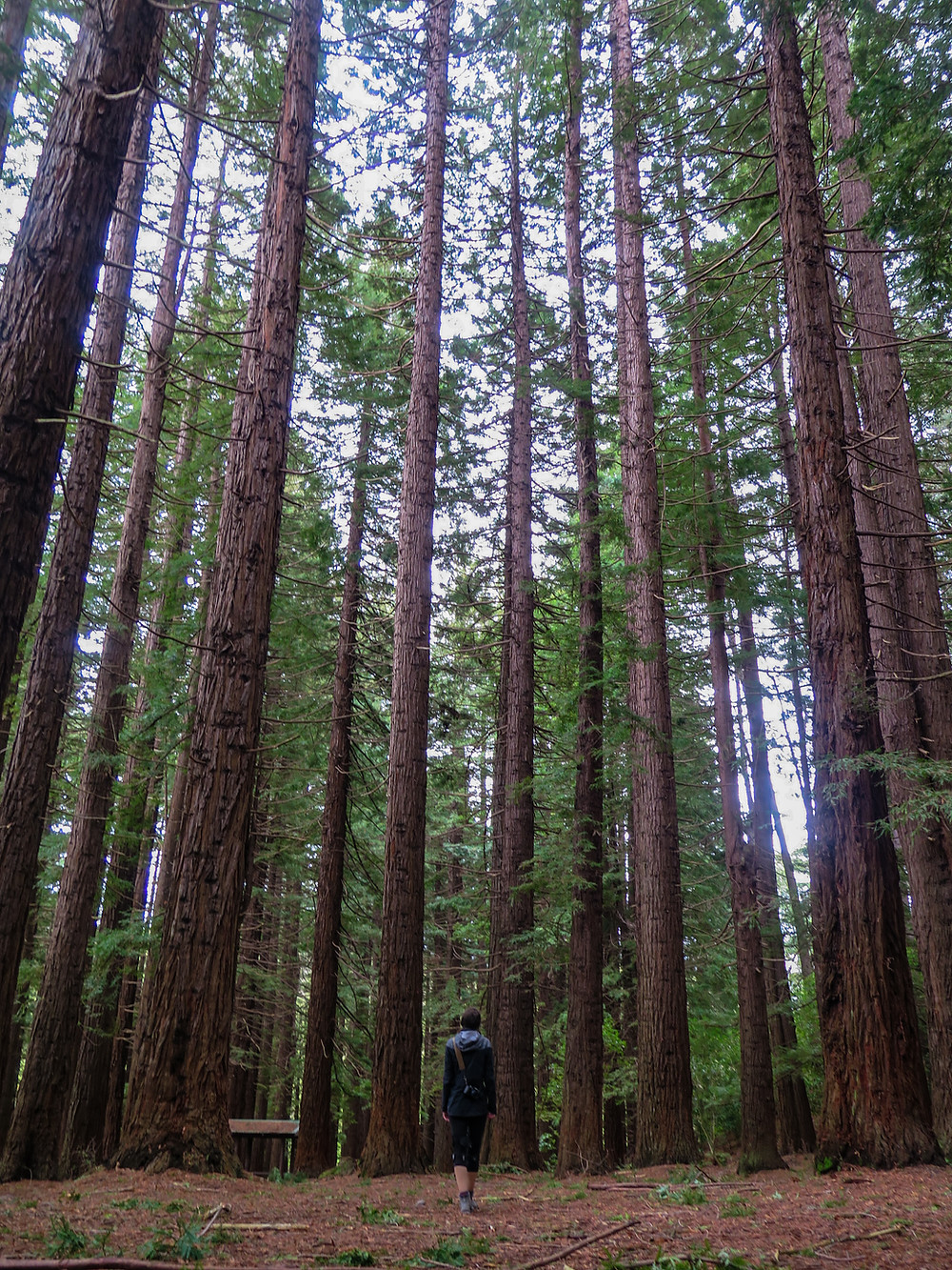 Redwoods new zealand rotorua