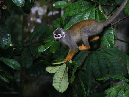 Night walk through Amazon Rainforest