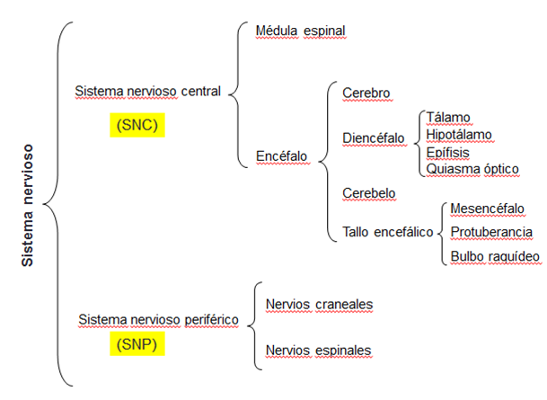 18 Embriología Sistema Nervioso<script async src=