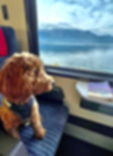 Dogs On Trains In Europe, Blog Post