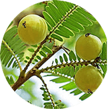 embilica-officinalis.png