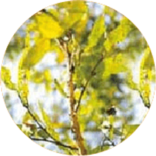 formula-san-guo-mu.png
