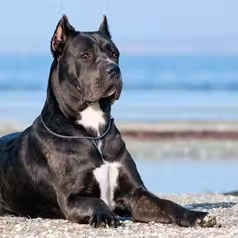 Cane Corso: A Powerful and Loyal Guard Dog by Woofzo