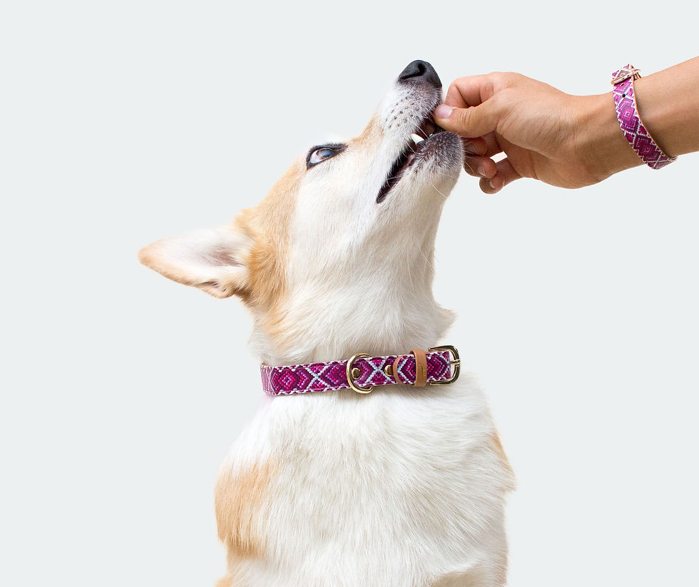 Dog Training Tips & Guide to Shape a Well-Behaved Pup by Woofzo