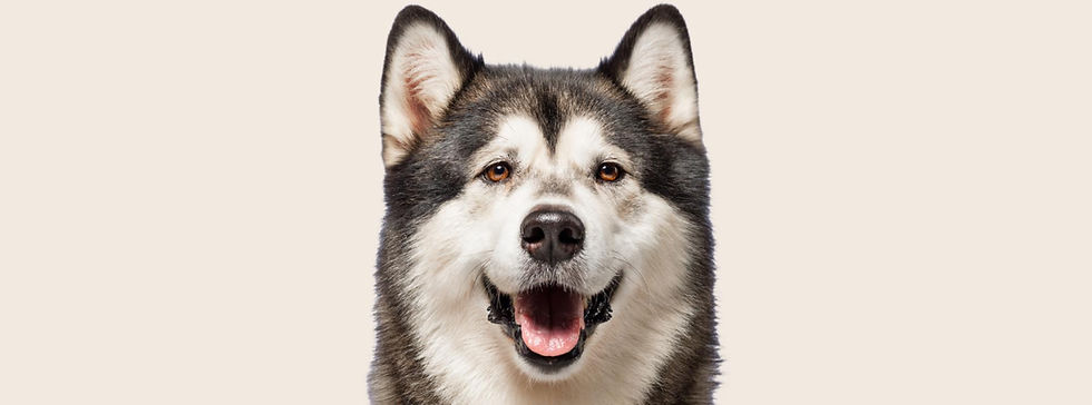 Dog Breeds Guide by Woofzo