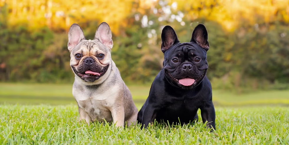 Top 10 Cute Dog Breeds - French Bulldog: A Comprehensive Guide by Woofzo