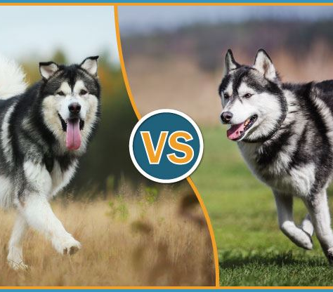 Siberian Husky vs. Alaskan Husky: Key Differences Explained by Woofzo