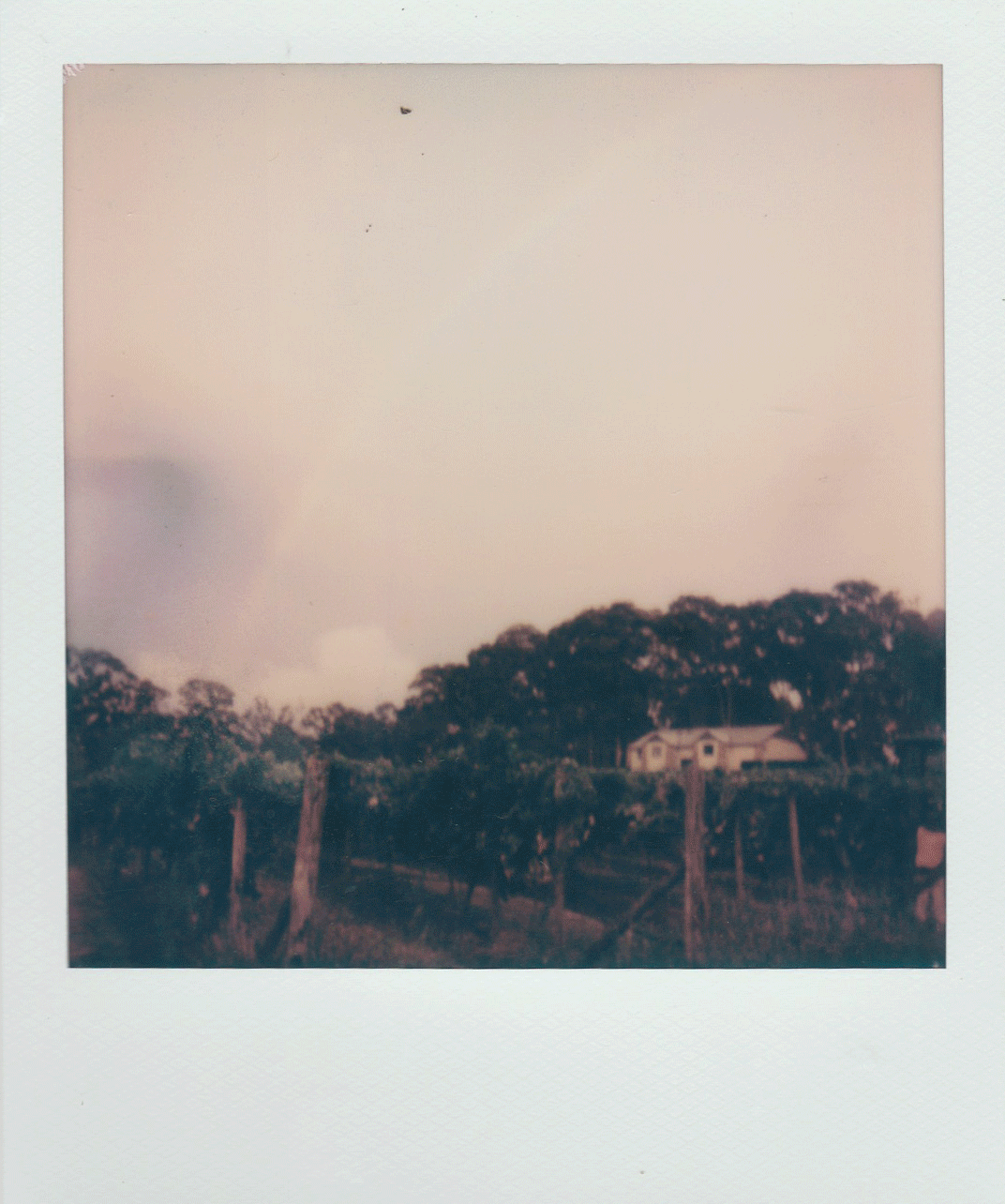 polaroids_24.gif