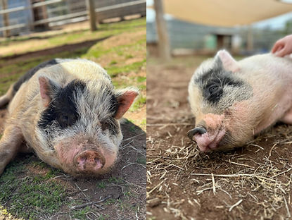combined_pigs.jpg
