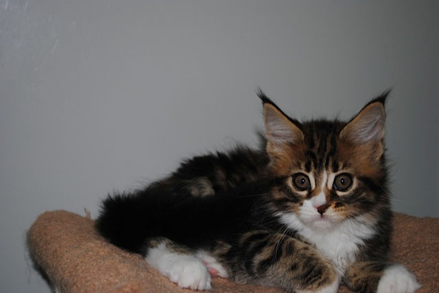 9 semanas / 9 weeks