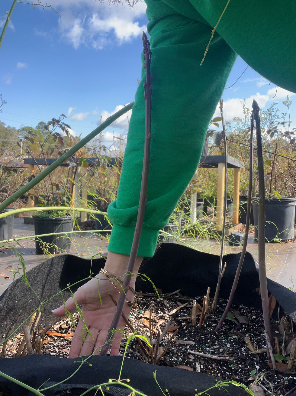 Asparagus spears growing in pots at the University of Florida in Gainesville, FL (Zone 9a).