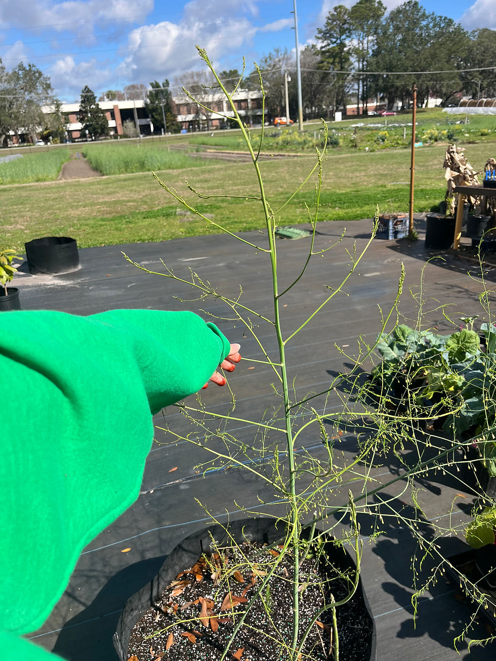 When asparagus spears aren't harvested, they continue to grow, producing branches and fern-like leaves. They'll even produce tiny white flowers and seeds.