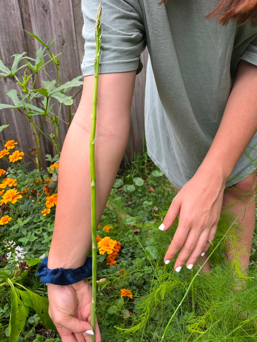 Asparagus spears in a Jacksonville, FL Organic raised bed garden (Zone 9a)