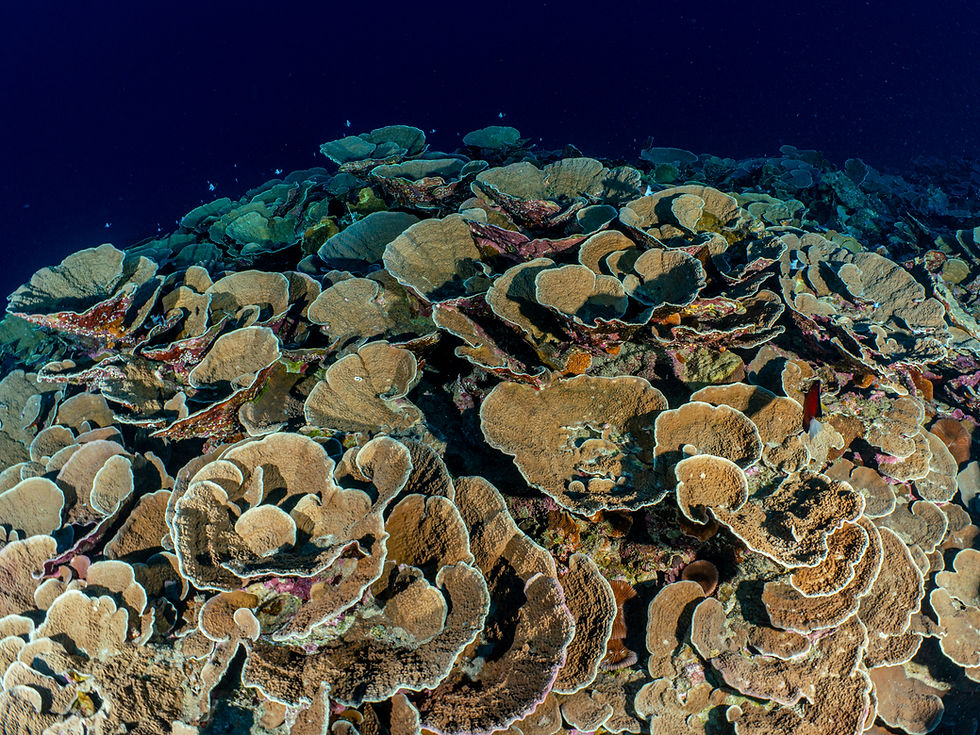 Paruru Te Rohoi (2).jpg