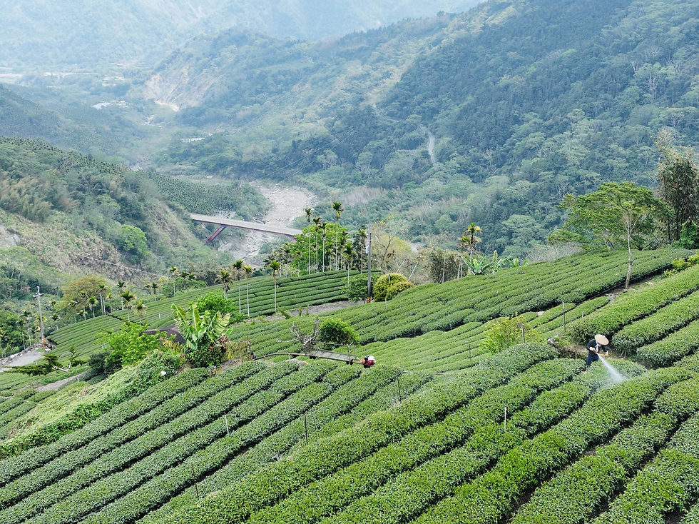 嘉義瑞里茶園背景是遠處高山近處是一整片茶園小柏玩樂空拍服務攝影
