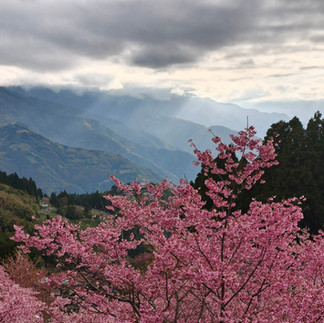 拉拉山櫻花花況盛開遠方雲層透出耶穌光