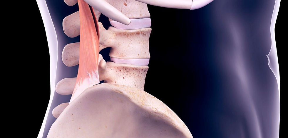 Funktion des Quadratus lumborum